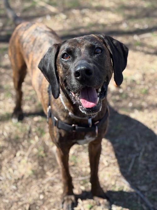 Photo of Daryl, adoptable senior Plott Hound in Fort Collins, Colorado