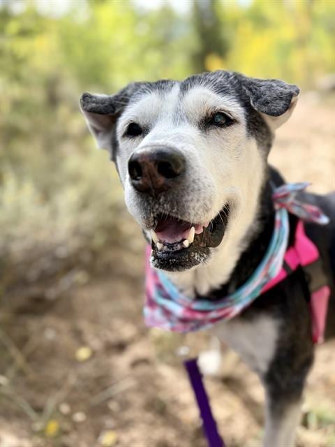 Photo of Atlas, adoptable senior Husky in Frisco, Colorado