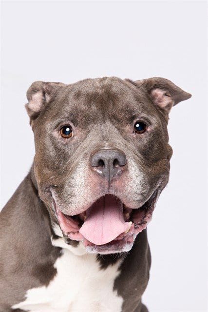 Photo of Tank, adoptable senior American Bulldog in Miami, Florida