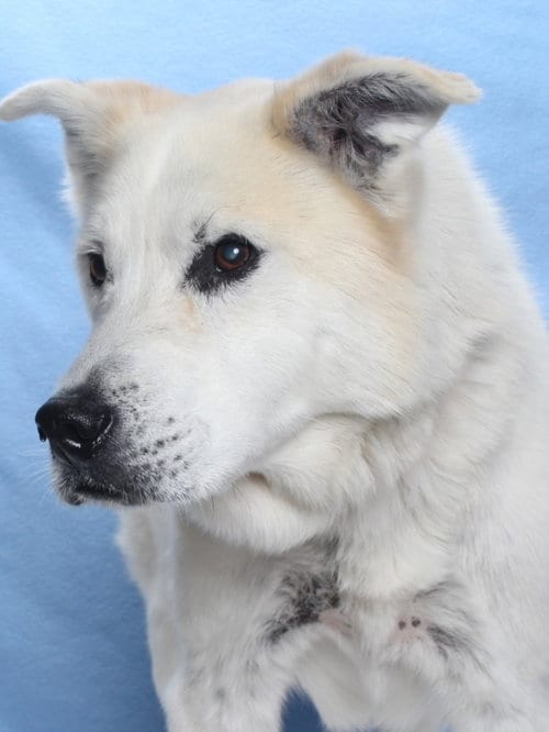 Photo of Bruce, adoptable senior Husky in Burbank, California