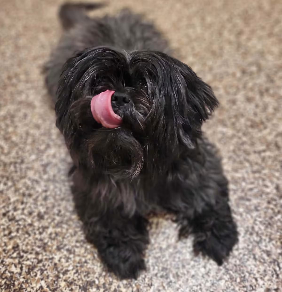 Photo of Olivia, adoptable senior Shih Tzu in Salisbury, North Carolina