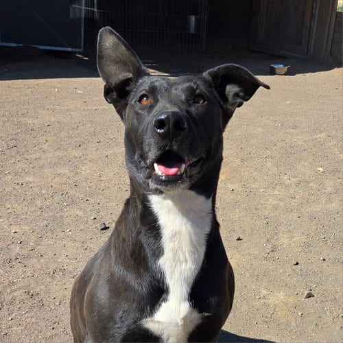 Lydia, adoptable senior Border Collie in Yreka, CA