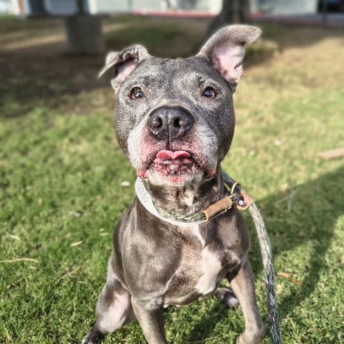 Photo of Lulu, adoptable senior Staffordshire Bull Terrier in Mesa, Arizona