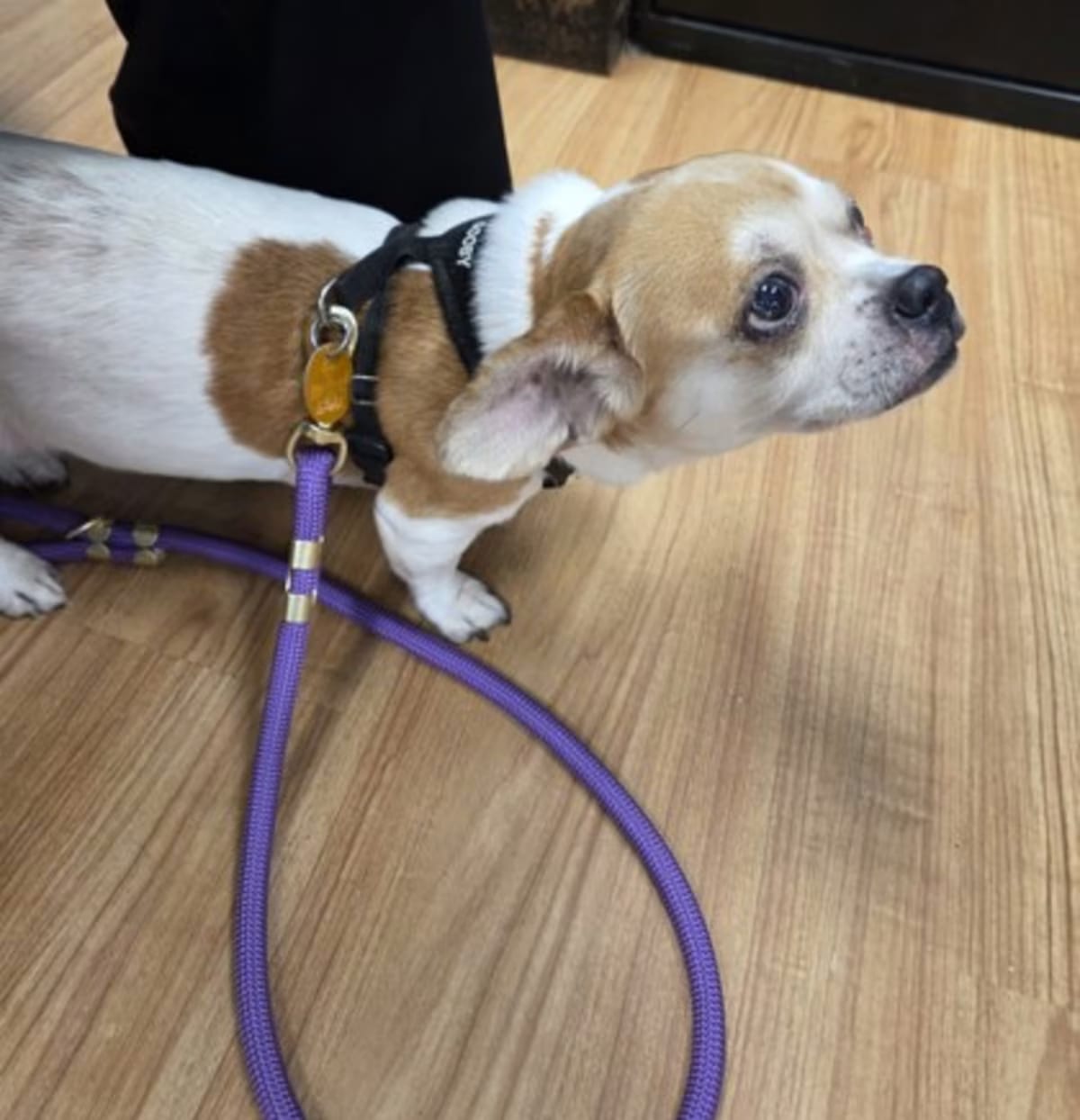 Photo of Princess, adoptable senior Shih Tzu in Hillsboro, Oregon