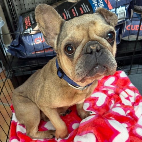 Photo of Champagne, adoptable senior French Bulldog in Dallas, Texas