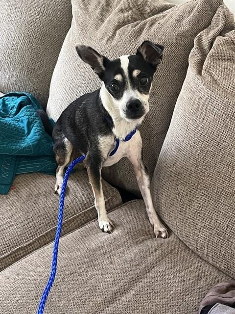 Photo of Tony, adoptable senior Chihuahua - Smooth Coated mix in Miami, Florida