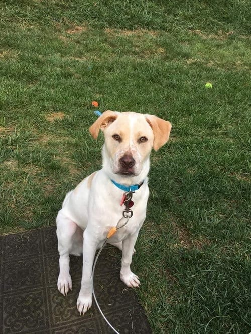 Photo of Boomer, adoptable senior Labrador Retriever in New York, New York