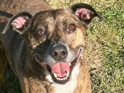 Photo of Buddy, adoptable senior dog in Georgetown, Texas