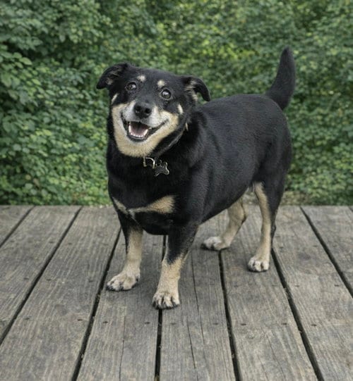 Photo of Boo Boo, adoptable senior Dachshund in Cary, North Carolina