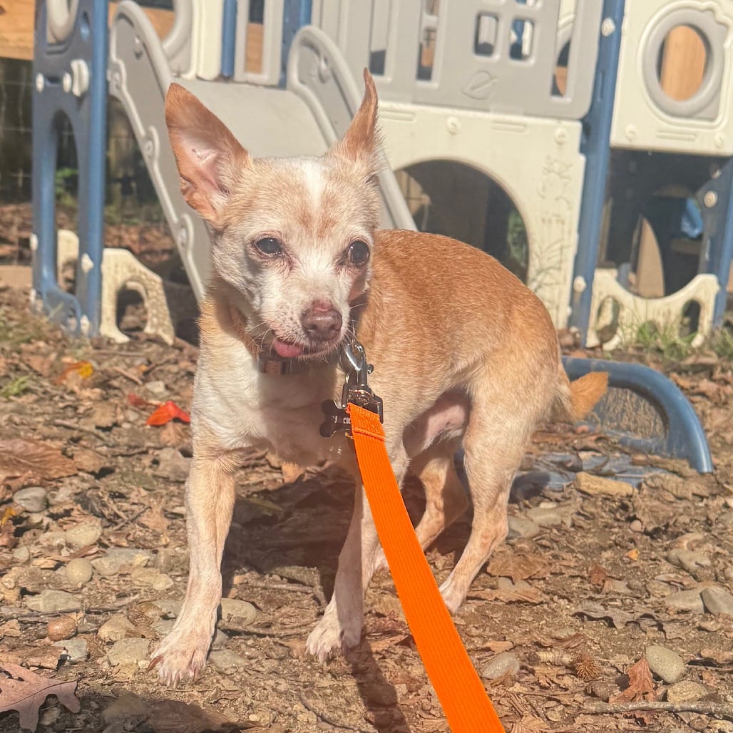Photo of Jackson, adoptable senior Chihuahua, Short Coat in West Chester, Pennsylvania