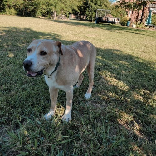 Photo of Nelson, adoptable senior Terrier in Dallas, Texas