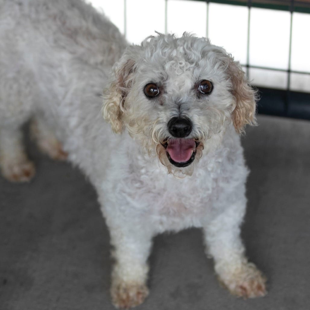 Photo of Tracey (AP26-67), adoptable senior Bichon Frise in Colorado Springs, Colorado