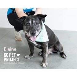 Photo of Blaine, adoptable senior Mixed Breed (Medium) in Kansas City, Missouri