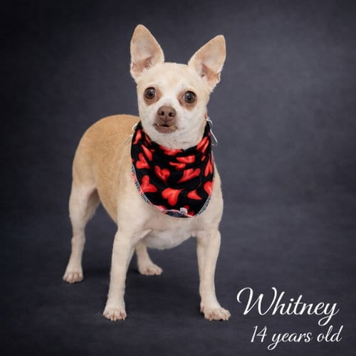 Photo of Whitney, adoptable senior Chihuahua in Elizabethtown, Pennsylvania