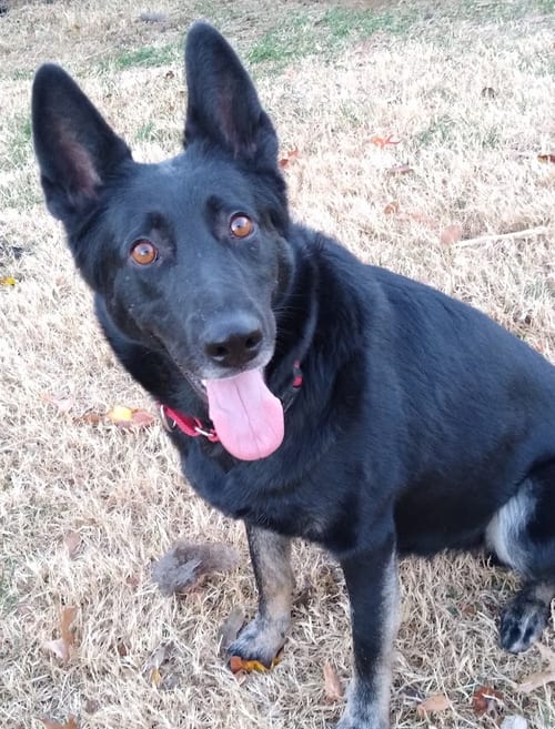 Photo of Sambra, adoptable senior German Shepherd Dog in Kansas City, Missouri