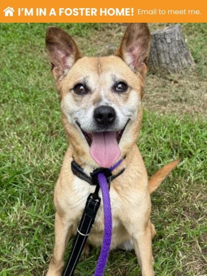 Photo of Arabella, adoptable senior dog in Baltimore, Maryland