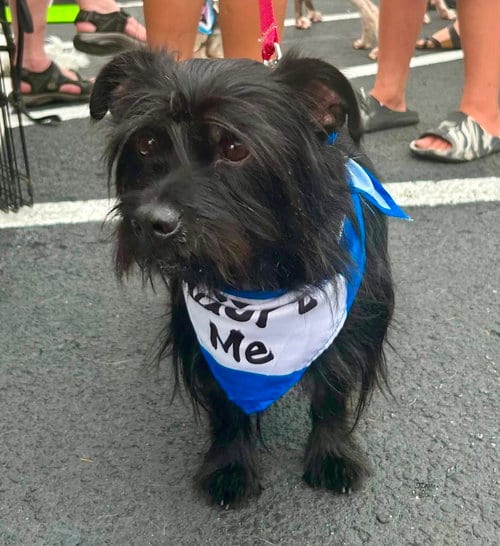 Photo of Ducky, adoptable senior Yorkshire Terrier Yorkie in St. Louis Park, Minnesota