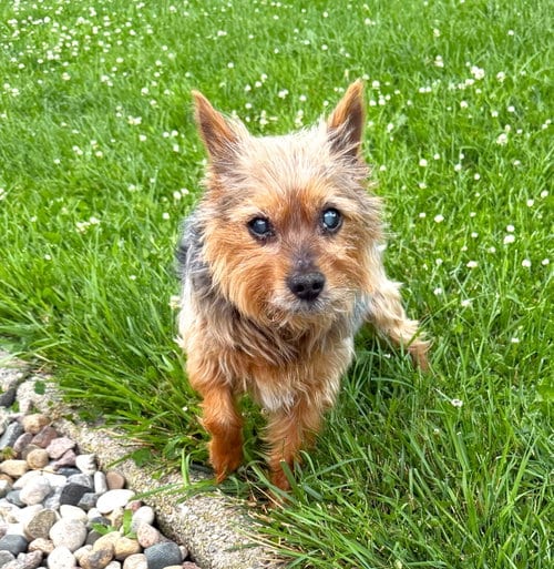 Photo of Ripley, adoptable senior Yorkshire Terrier Yorkie in St. Louis Park, Minnesota