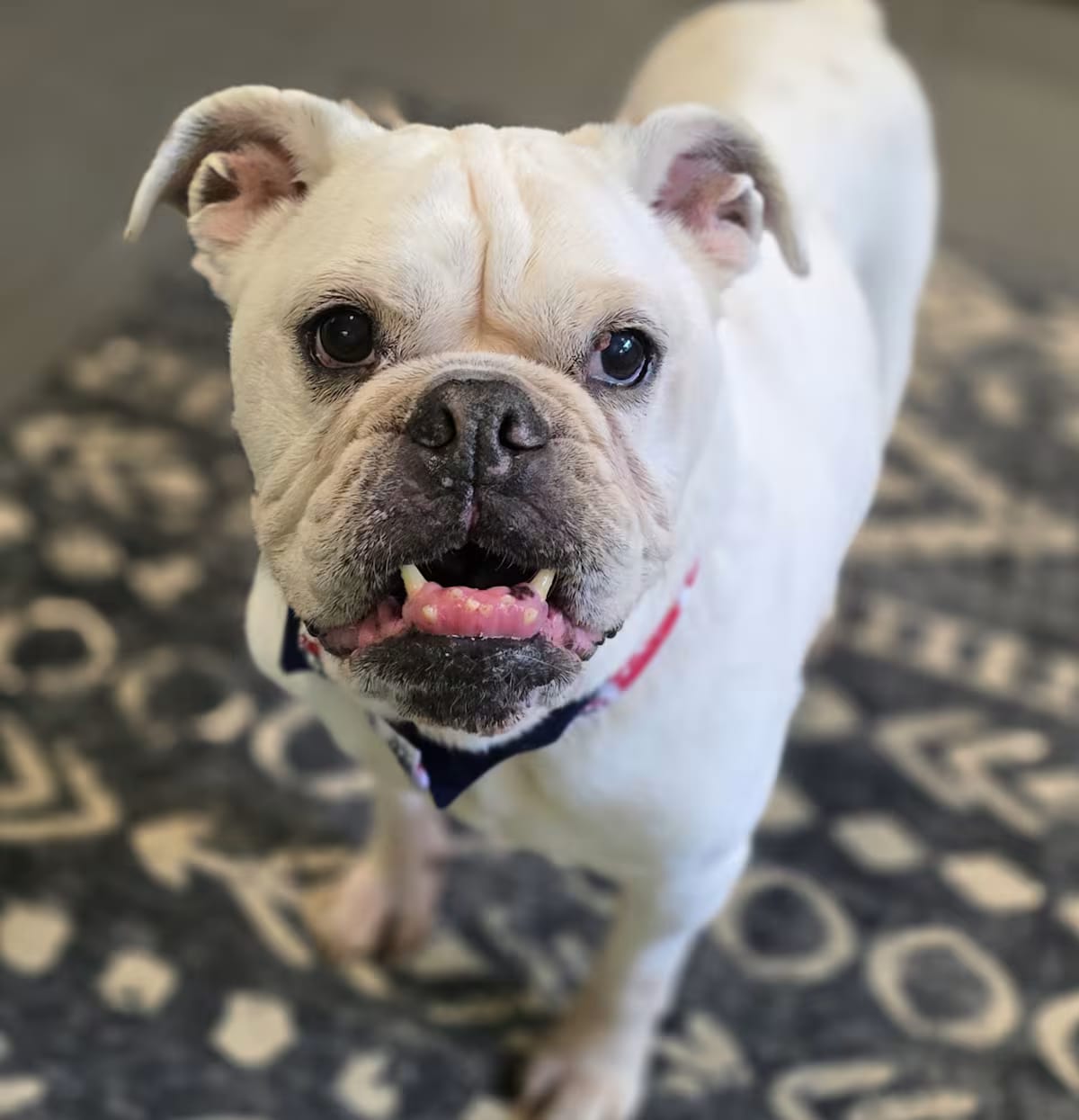 Photo of BamBam, adoptable senior English Bulldog in Westminster, Massachusetts
