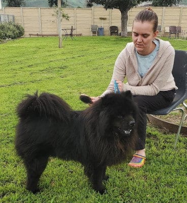 Leo (Chow), adoptable senior Chow Chow in Ventura, CA