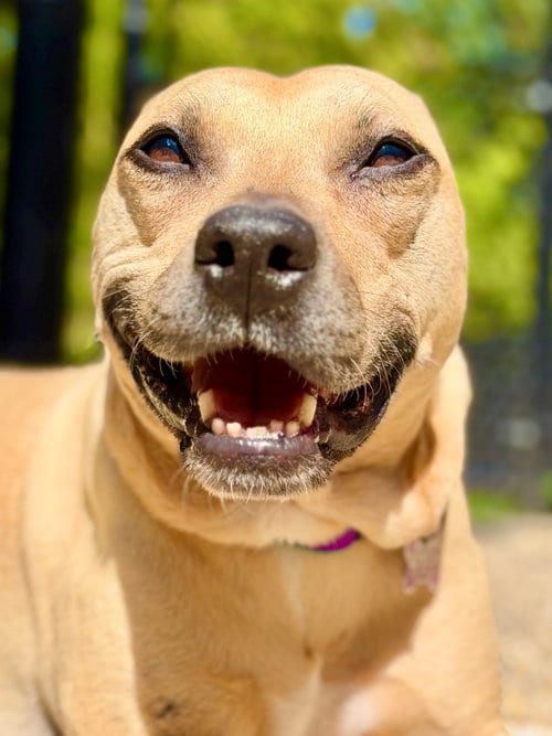Photo of Dakota, adoptable senior Pit Bull Terrier in West Cornwall, Connecticut