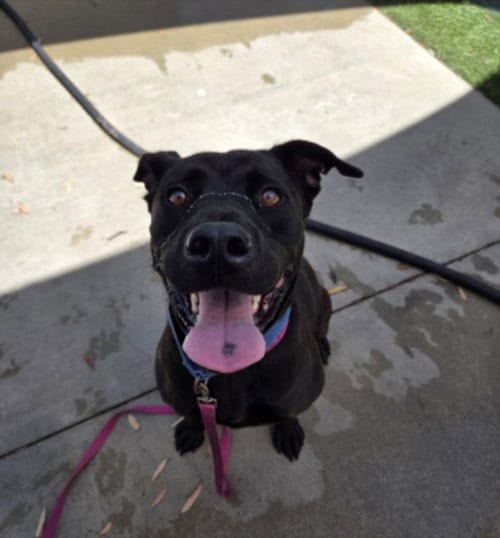 Photo of Buckeye, adoptable senior Pit Bull Terrier in Los Angeles, California