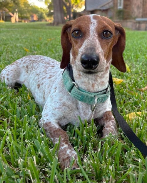 Photo of Vera's Skye, adoptable senior Dachshund in Boonton, New Jersey