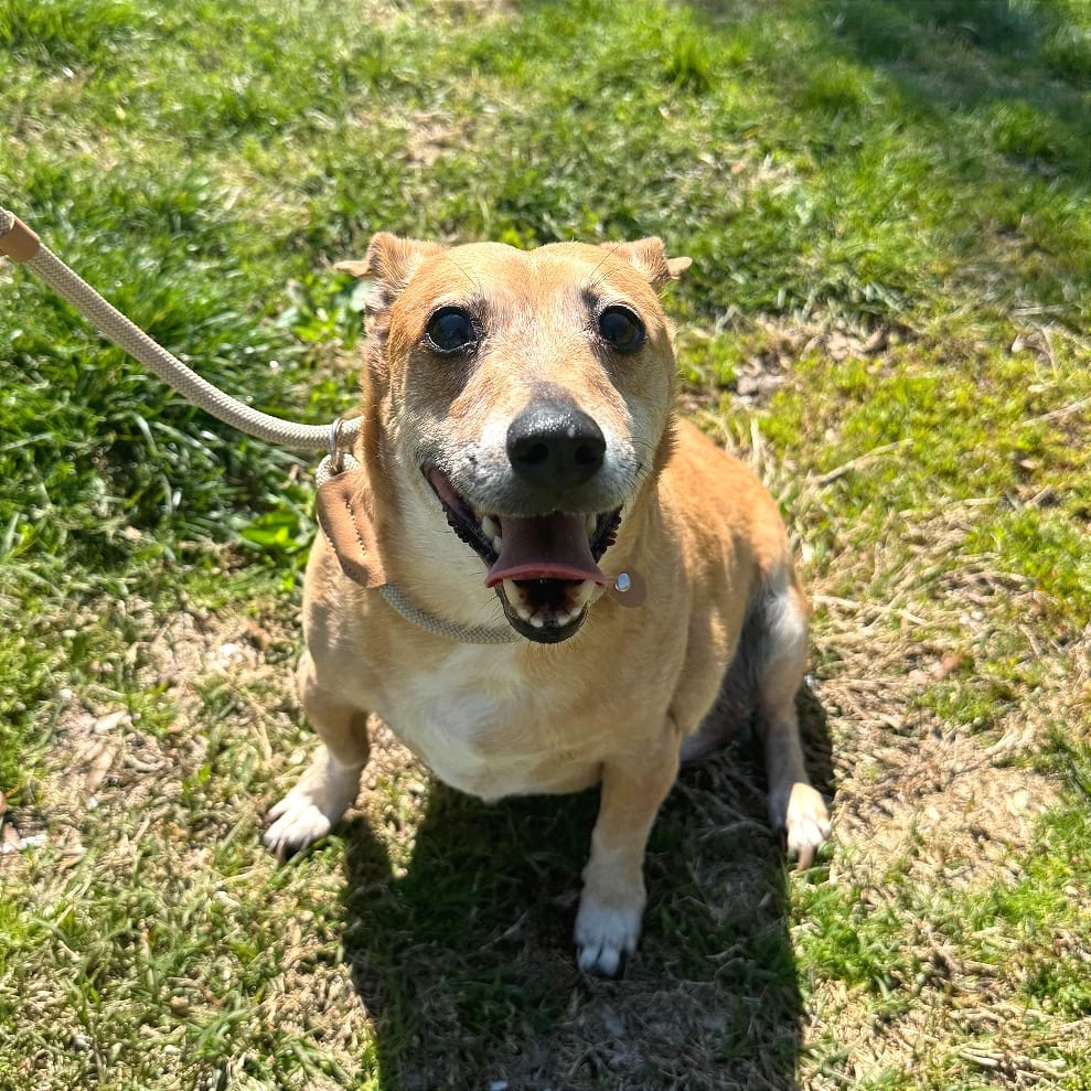 Photo of Rudy, adoptable senior Mixed Breed (Small) in St. Charles, Missouri