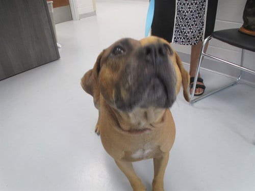 Photo of Walnut, adoptable senior Staffordshire Bull Terrier in Ocala, Florida