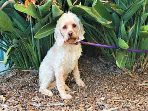 Photo of Otis, adoptable senior Cocker Spaniel in Los Angeles, California