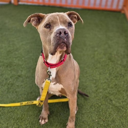 Photo of Bezel, adoptable senior Pit Bull Terrier in Las Vegas, Nevada