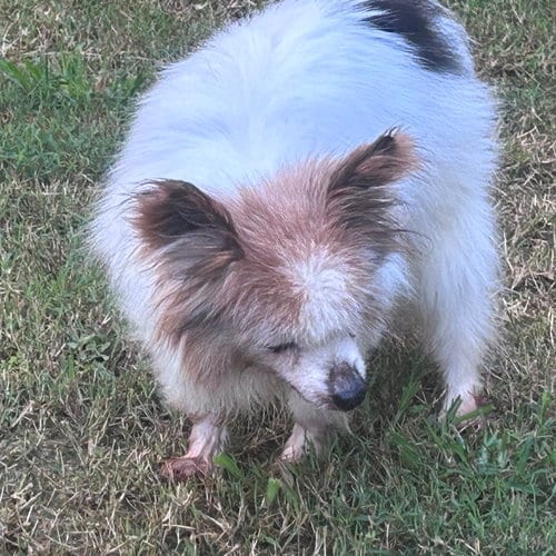 Photo of Torrey, adoptable senior Papillon in Middlesex, North Carolina