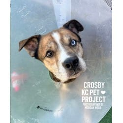 Photo of Crosby, adoptable senior Mixed Breed (Medium) in Kansas City, Missouri