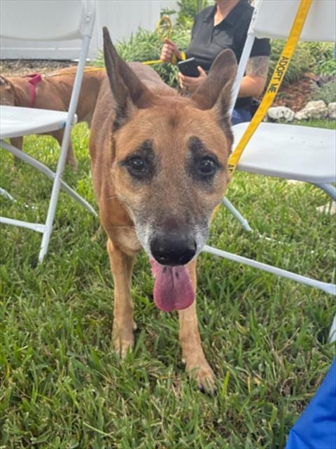 Photo of Viola, adoptable senior German Shepherd Dog in Palmetto, Florida