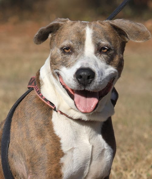 Photo of Wednesday, adoptable senior American Staffordshire Terrier in North Fort Myers, Florida