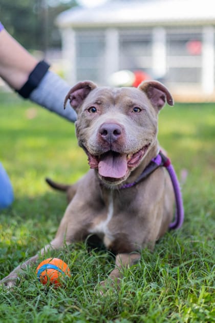 Photo of Honeycrisp, adoptable senior dog in Chamblee, Georgia
