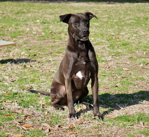 Selena, adoptable senior Shepherd in Gun Barrel City, TX