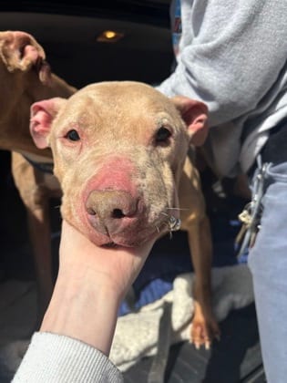 Photo of Brooksin, adoptable senior dog in Chamblee, Georgia