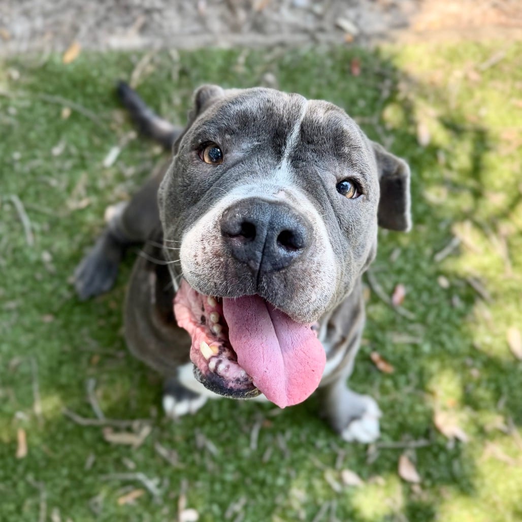 Photo of Gummy Bear, adoptable senior Mixed Breed (Medium) in Milton, Florida