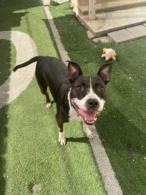 Babygirl, adoptable senior Pit Bull Terrier in New Orleans, LA