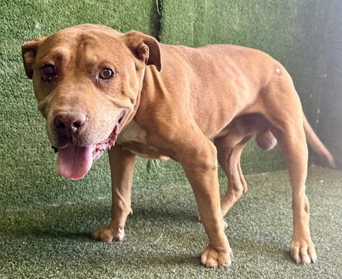 Photo of Stu, adoptable senior Pit Bull Terrier in Lancaster, California