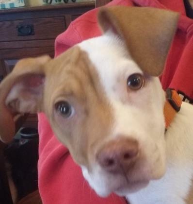 Photo of Bella, adoptable senior Terrier/Beagle in Lexington, Kentucky