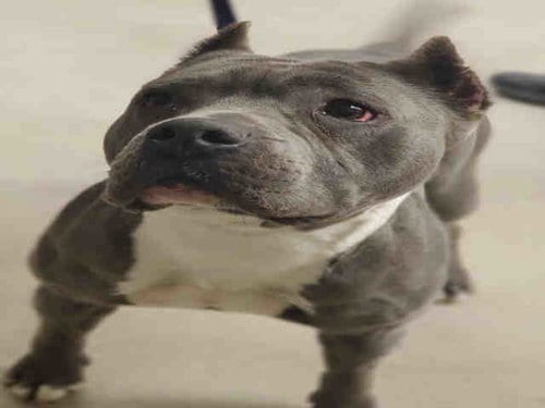 REMY, adoptable senior Pit Bull Terrier in Rockford, IL