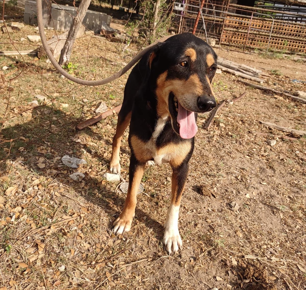 Photo of Xena, adoptable senior German Shepherd Dog in Kempner, Texas