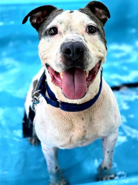 Photo of Icey, adoptable senior American Pit Bull Terrier in Ocala, Florida