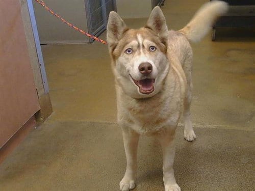 Photo of Carebear, adoptable senior Siberian Husky in Sacramento, California