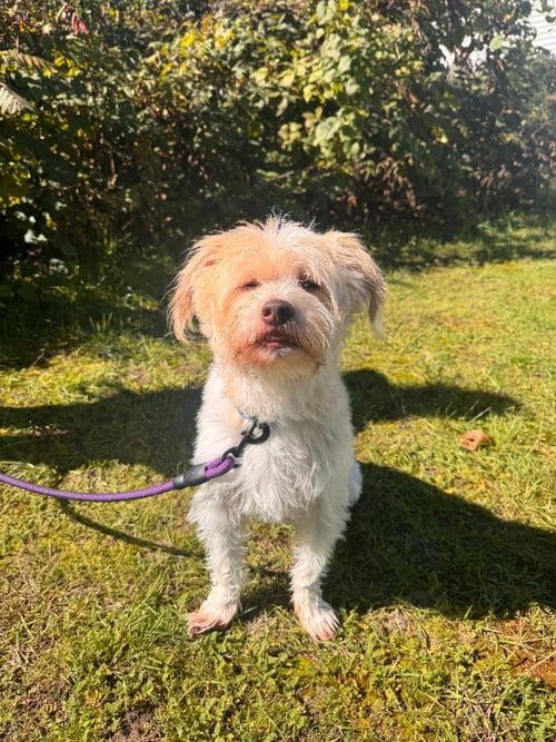 Photo of Albus, adoptable senior Terrier in Muskegon, Michigan