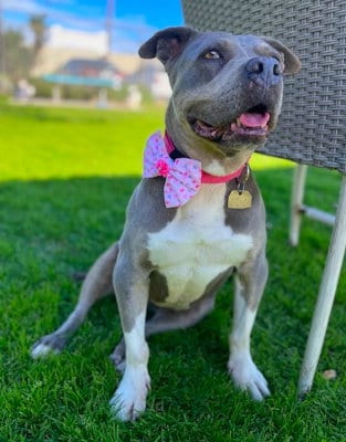 Chula, adoptable senior American Staffordshire Terrier in Ventura, CA