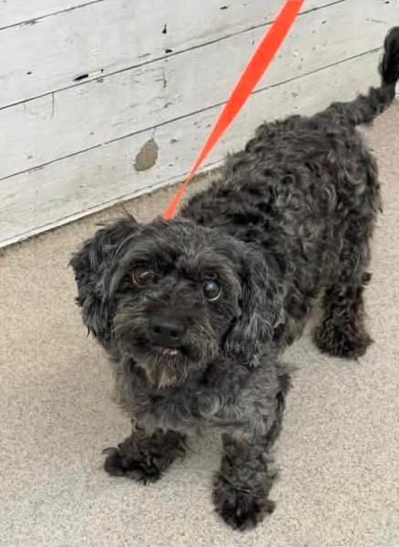 Photo of Charlie, adoptable senior Poodle (Miniature) in Bellevue, Washington