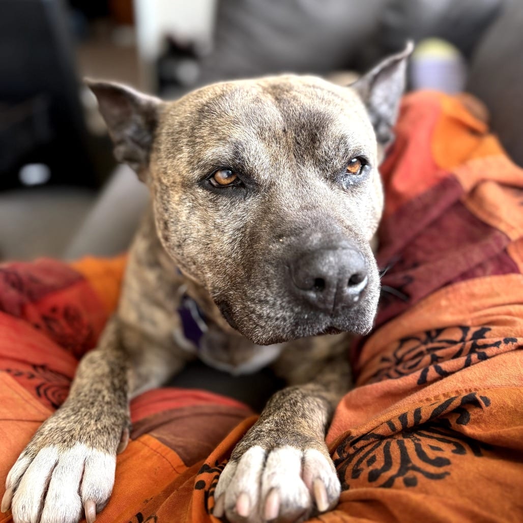 Photo of Mamas, adoptable senior Mixed Breed (Large) in San Francisco, California